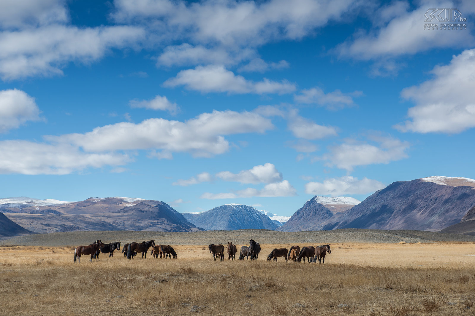Altai Tavan Bogd - Horses  Stefan Cruysberghs
